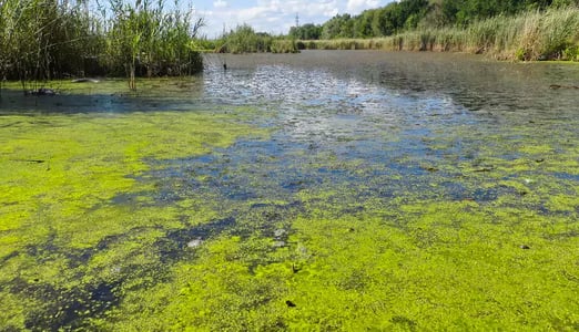 Algae in water