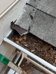 Clogged Gutter_WebP-1
