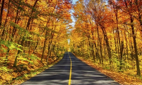 Fall Foliage_WebP