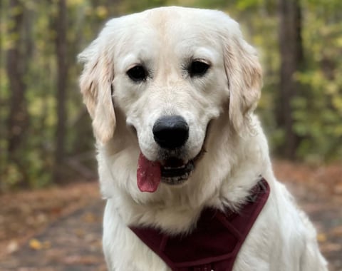 Portrait of Mackenzie, the On Tops Roofing office dog