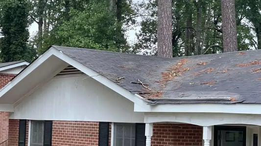 tree debris damage_WebP