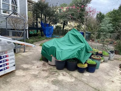 covered plants
