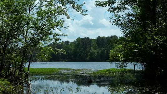 lake benson_WebP