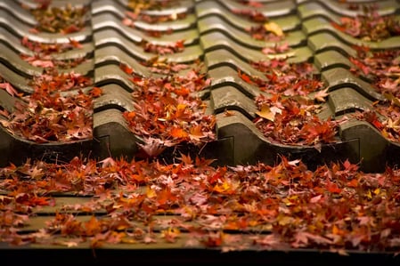 leaves on a roof