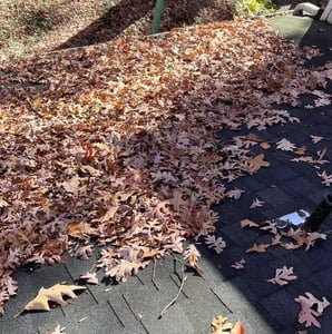 lots of leaves_WebP
