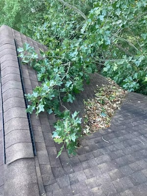 more tree debris damage_WebP-1