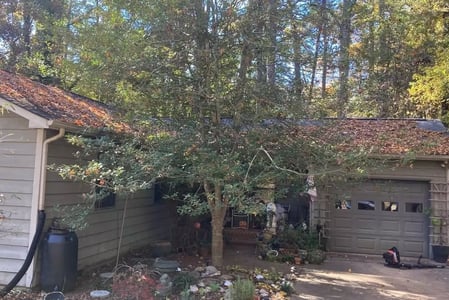 untrimmed tree