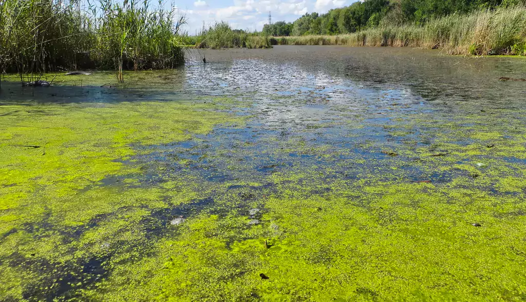 Algae in water