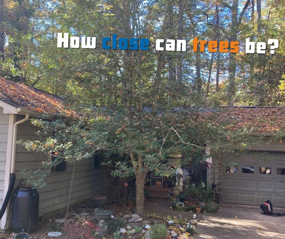 How Close Should Trees be to Your House? (and Roof)