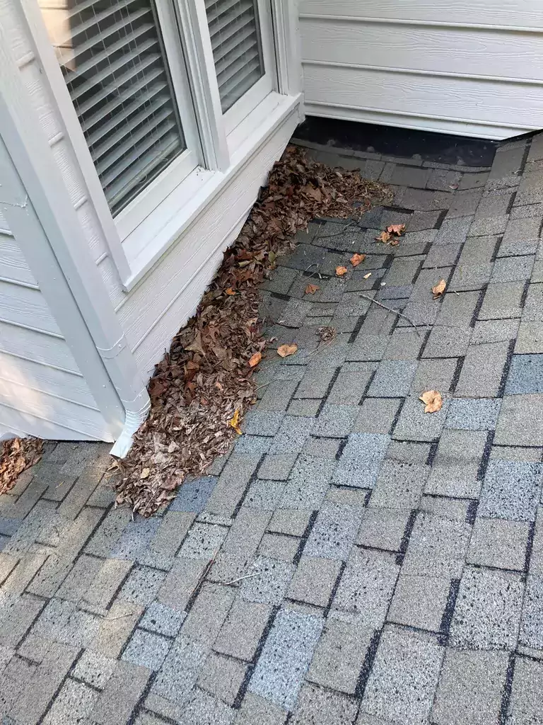 Tree damage_WebP
