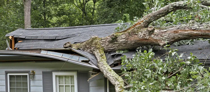 tree falling on the edge of a shingled roof_WebP