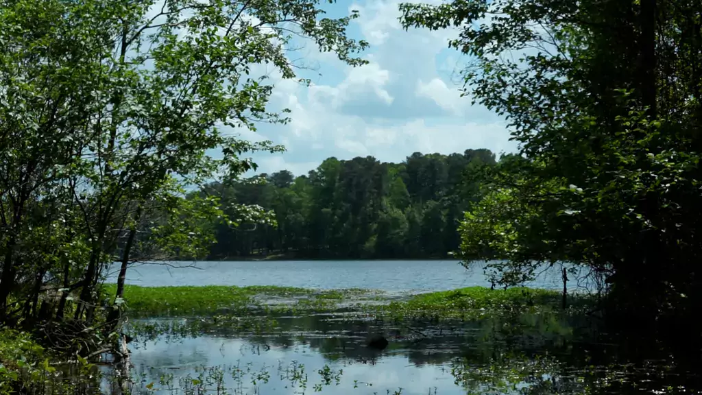 lake benson_WebP