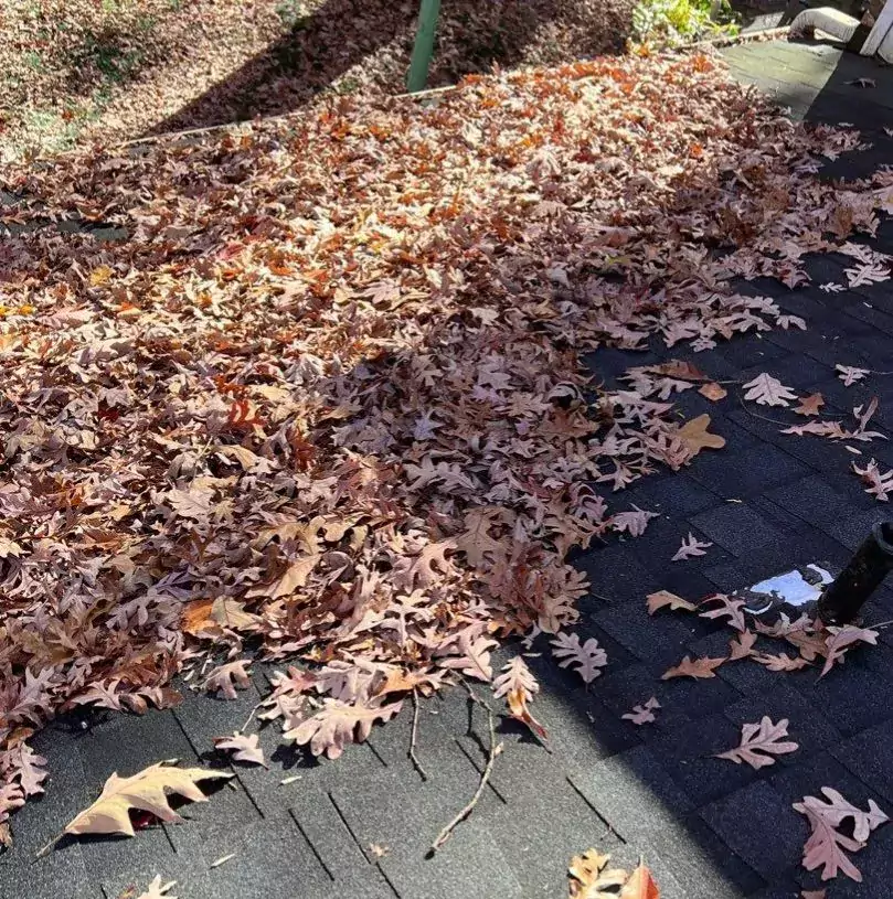 lots of leaves_WebP