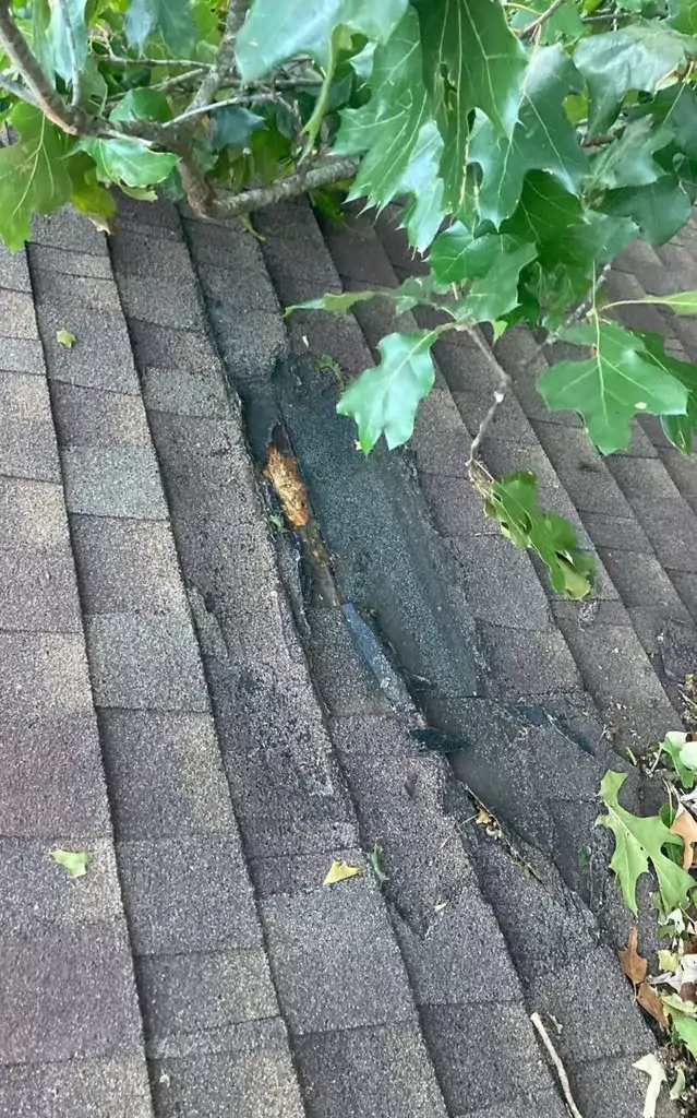 Tree limb damage