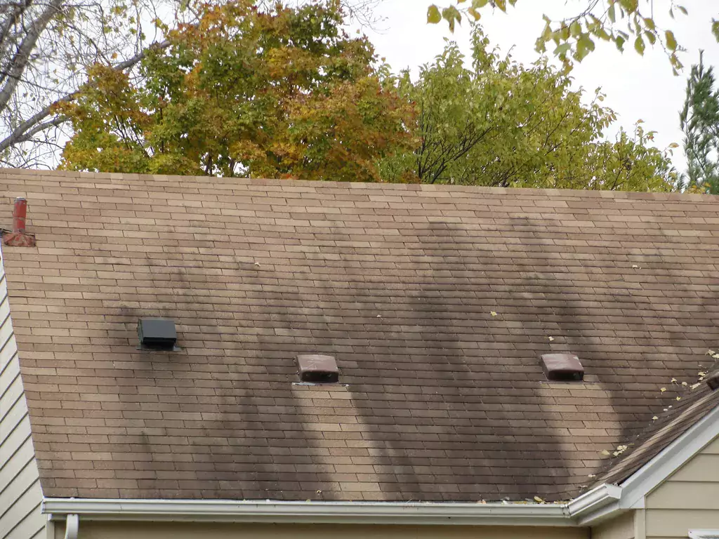 Algae stains on roof