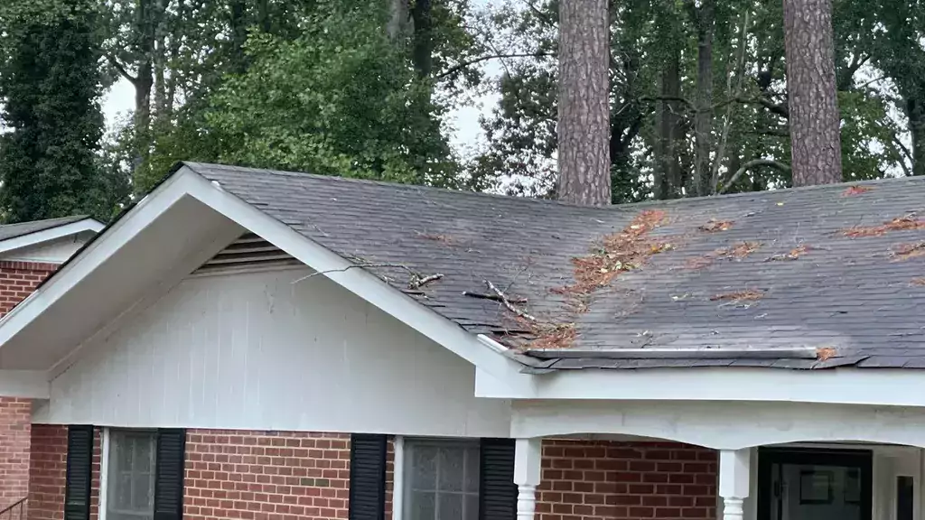 What Kind of Roof Damage Comes from Trees?